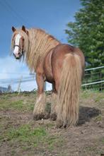 Irish Cob Chestnut Pearl Stallion, Dieren en Toebehoren, Paarden en Pony's | Verzorgingsproducten, Ophalen of Verzenden