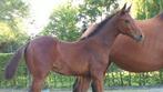 Springpaard veulen, Dieren en Toebehoren, Springpaard, 0 tot 2 jaar, Hengst, Onbeleerd