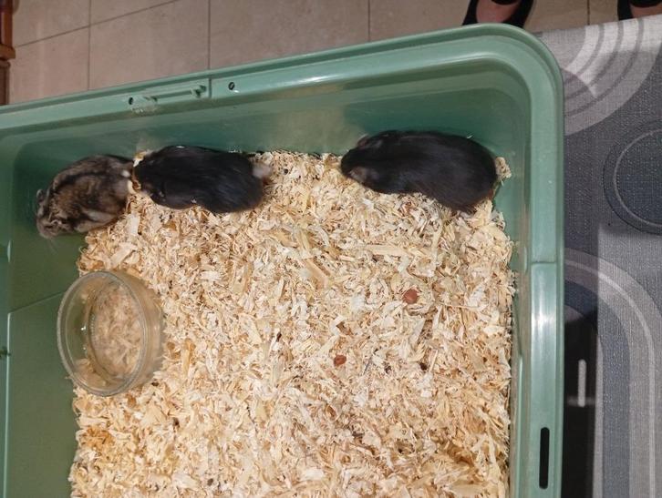 nestje dwerghamsters, Dieren en Toebehoren, Knaagdieren, Meerdere dieren, Hamster, Oktober, Tam