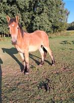 Prachtig trekpaard, Dieren en Toebehoren, Pony's