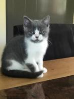 Brits korthaar kittens ️, Meerdere dieren, Gechipt, 0 tot 2 jaar