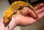 Wimpergekko / Crested Gecko (mannetje) – Harlequin – tam, Dieren en Toebehoren, Reptielen en Amfibieën, Overige soorten, Tam, 0 tot 2 jaar