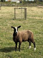 Zwartbles ramlam