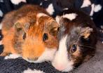 Twee cavia’s mannetjes, Dieren en Toebehoren