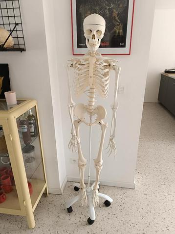 3B anatomisch skelet beschikbaar voor biedingen