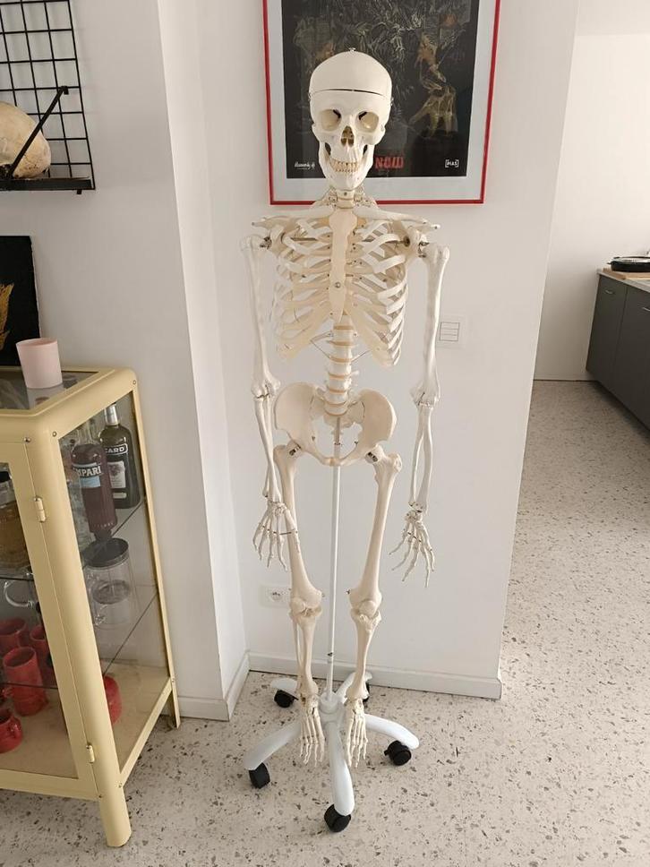 3B anatomisch skelet, Diversen, Schoolbenodigdheden, Zo goed als nieuw, Ophalen