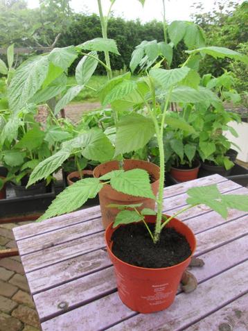 frambozenstekken / planten beschikbaar voor biedingen