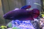 Vrouwelijke Betta Splendens, Dieren en Toebehoren