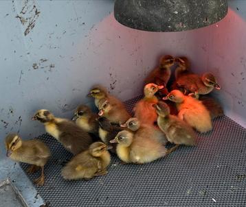 Indische loopeend kuikens, Plusieurs animaux, Canard