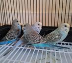 jonge papegaaien, Dieren en Toebehoren