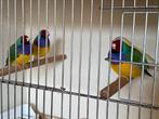 Gouldamandines, Meerdere dieren, Tropenvogel