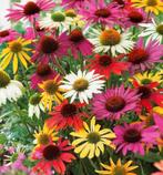 Zaden van Echinacea in gemengde kleur oogst 2025, Ophalen of Verzenden, Gehele jaar, Zaad