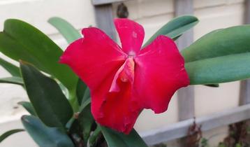 Bloeiende Orchidee Rode Cattleya beschikbaar voor biedingen
