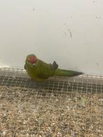 Kakariki’s, Dieren en Toebehoren, Meerdere dieren, Parkiet, Geringd