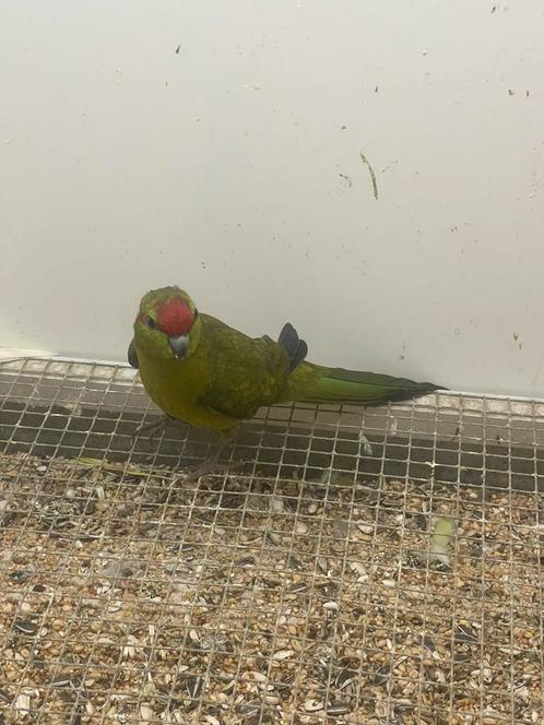 Kakariki’s, Dieren en Toebehoren, Vogels | Parkieten en Papegaaien, Parkiet, Meerdere dieren, Geringd