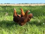Jonge tamme New Hampshire kriel kippen hennen gesekst, Dieren en Toebehoren, Vrouwelijk, Kip