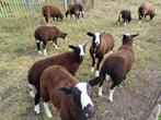 Zwartbles schapen, Dieren en Toebehoren, Vrouwelijk, Schaap, 0 tot 2 jaar