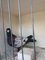 Stencel kleur postduif duiver, Dieren en Toebehoren, Vogels | Duiven, Postduif