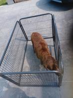 hondenren, Dieren en Toebehoren, Ophalen, Gebruikt
