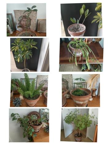 set van 8 planten 