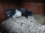 Oudere chetlanders, Dieren en Toebehoren, Pony's