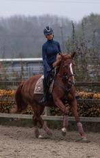 Halve stal/ verzorger gezocht regio Antwerpen, Dieren en Toebehoren, Paarden, Merrie, B, Dressuurpaard, 7 tot 10 jaar