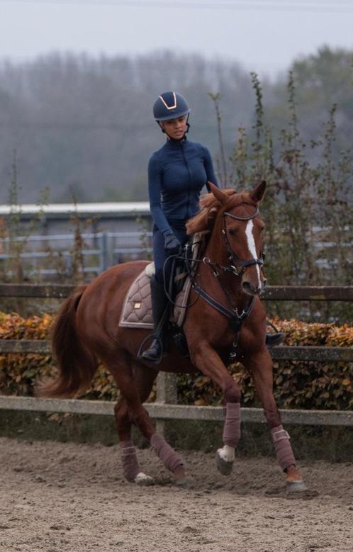Halve stal/ verzorger gezocht regio Antwerpen, Dieren en Toebehoren, Paarden, Merrie, B, 160 tot 165 cm, 7 tot 10 jaar, Dressuurpaard