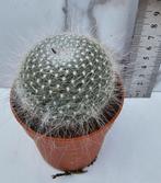 Mammillaria hahniana .densispina., Verzenden, Cactus