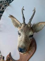 Ree kop / kapstok, Ophalen, Gebruikt