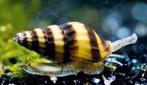 Escargots Helena, Animaux & Accessoires, Poissons | Poissons d'aquarium