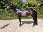 Super 3 j springpaard uit 1.50 m merrie, Dieren en Toebehoren, Paarden, Merrie, Springpaard, Gechipt, Zadelmak