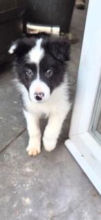 Border collie puppy reutje, Dieren en Toebehoren, Parvo, België, Fokker | Hobbymatig, Reu