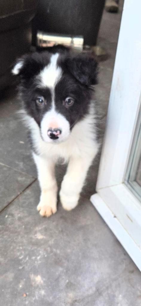 Border collie puppy reutje, Animaux & Accessoires, Chiens | Bergers & Bouviers, Chien (mâle), Colley, Éleveur | Loisir, Un chien