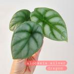 Alocasia silver dragon, Huis en Inrichting, Kamerplanten, Ophalen