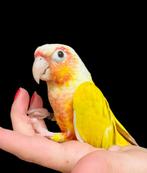Conure suncheek, Ophalen