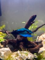 Betta Veiltail, poisson mâle, Poisson