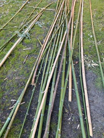 Bamboe stokken ( verschillende grootte en dikte), Tuin en Terras, Ophalen