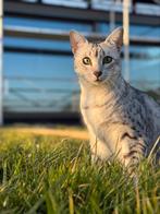 Egyptische mau katten, Dieren en Toebehoren, Poes, Kortharig, 3 tot 5 jaar