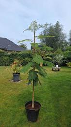 albizia van 2meter  te koop, Tuin en Terras, Planten | Bomen, Ophalen