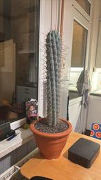 Trichocereus peruvianus cactus, Tuin en Terras, Ophalen