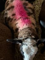 2 jonge schapenrammen te koop, Dieren en Toebehoren, Schapen, Geiten en Varkens, Mannelijk, Schaap, 0 tot 2 jaar