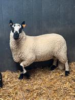 Kerry Hill stamboekram, Mannelijk, Schaap, 0 tot 2 jaar