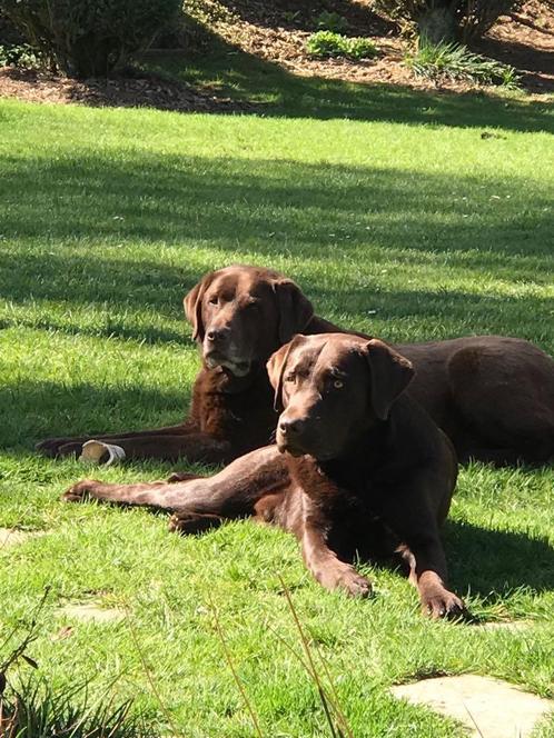 Zomervakantie Ardennen samen met uw familie en honden welkom, Vakantie, Vakantiehuizen | België, Ardennen of Luxemburg, Boerderij of Cottage