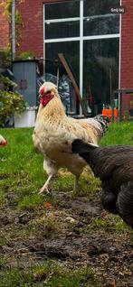 Haan 6 maand, Dieren en Toebehoren, Pluimvee, Mannelijk, Kip