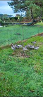 Koppel manenganzen siereenden, Dieren en Toebehoren, Pluimvee, Meerdere dieren