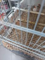 Zebravinken, Mâle, Bâtard