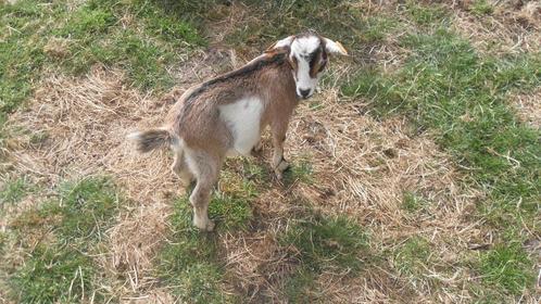 dwerggeitjes, Dieren en Toebehoren, Schapen, Geiten en Varkens, Geit, Vrouwelijk, 0 tot 2 jaar