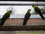 austrtalische parkieten, Dieren en Toebehoren, Meerdere dieren, Parkiet, Geringd