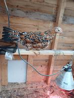 Leghorn hennen porselein, Dieren en Toebehoren, Pluimvee, Vrouwelijk, Kip