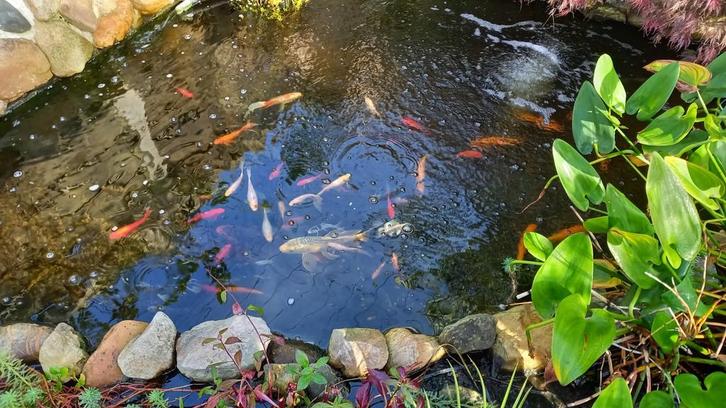 Gezonde vissen met kooien +pomp_te koop, Tuin en Terras, Vijvers, Ophalen of Verzenden
